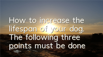How to increase the lifespan of your dog. The following three points must be done: