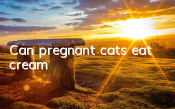 Can pregnant cats eat cream?