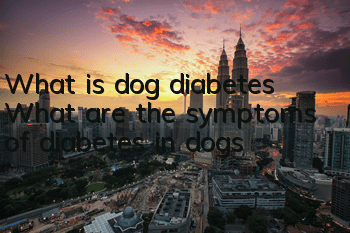 What is dog diabetes? What are the symptoms of diabetes in dogs?