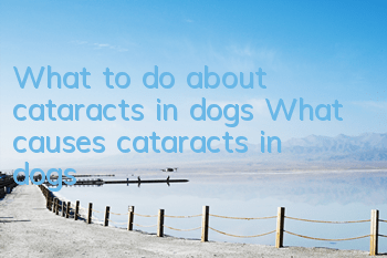What to do about cataracts in dogs What causes cataracts in dogs