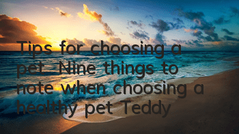 Tips for choosing a pet | Nine things to note when choosing a healthy pet: Teddy