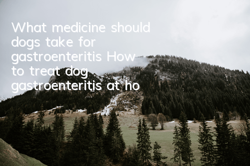 What medicine should dogs take for gastroenteritis? How to treat dog gastroenteritis at home?