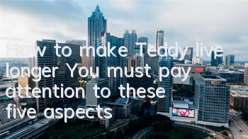 How to make Teddy live longer? You must pay attention to these five aspects