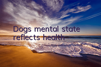 Dog’s mental state reflects health