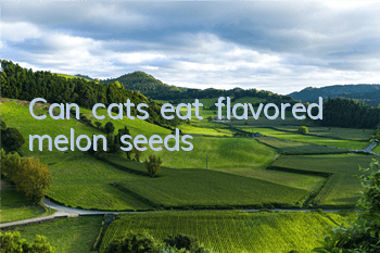 Can cats eat flavored melon seeds?