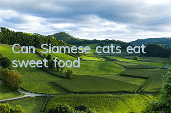 Can Siamese cats eat sweet food?
