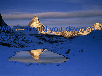 When should you deworm your dog?