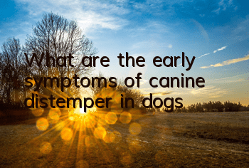 TWhat are the early symptoms of canine distemper in dogs?