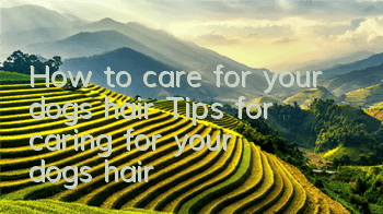 How to care for your dog’s hair Tips for caring for your dog’s hair