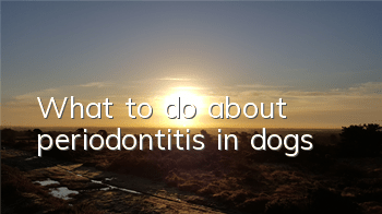 TWhat to do about periodontitis in dogs