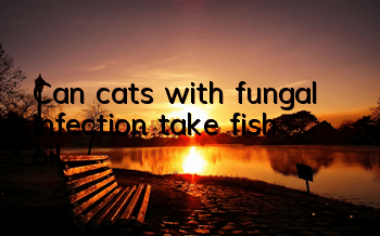 Can cats with fungal infection take fish oil?