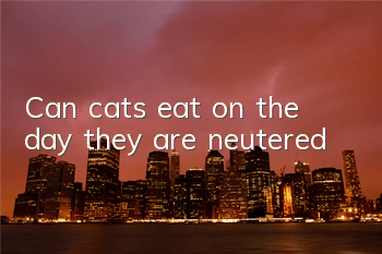 Can cats eat on the day they are neutered?