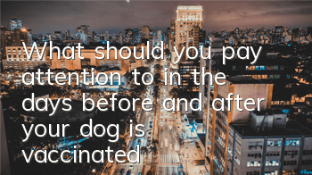 What should you pay attention to in the days before and after your dog is vaccinated?