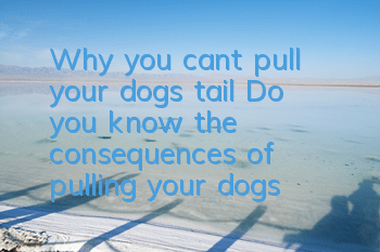 Why you can’t pull your dog’s tail? Do you know the consequences of pulling your dog’s tail?