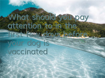 What should you pay attention to in the first few days before your dog is vaccinated?