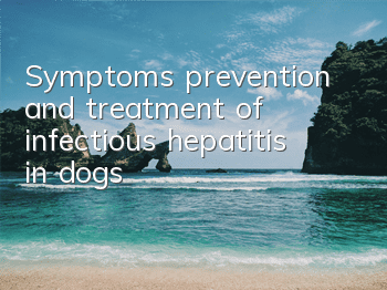 Symptoms, prevention and treatment of infectious hepatitis in dogs