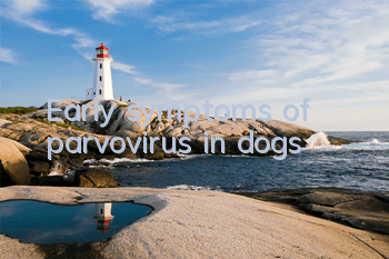 Early symptoms of parvovirus in dogs