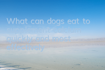 TWhat can dogs eat to supplement calcium quickly and most effectively?