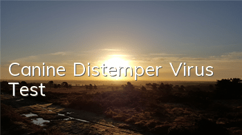 Canine Distemper Virus Test