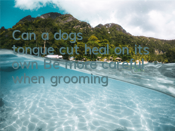 Can a dog's tongue cut heal on its own? Be more careful when grooming