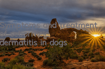 Symptoms and treatment of seborrheic dermatitis in dogs