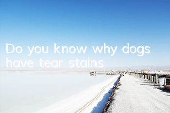Do you know why dogs have tear stains?