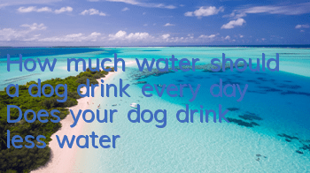 How much water should a dog drink every day? Does your dog drink less water?