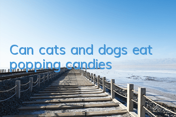 Can cats and dogs eat popping candies?