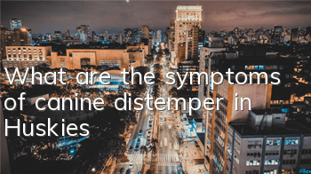 TWhat are the symptoms of canine distemper in Huskies?
