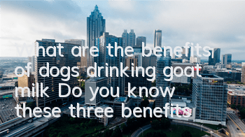 What are the benefits of dogs drinking goat milk? Do you know these three benefits?