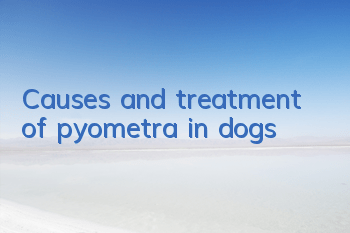 Causes and treatment of pyometra in dogs