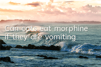 Can cats eat morphine if they are vomiting?