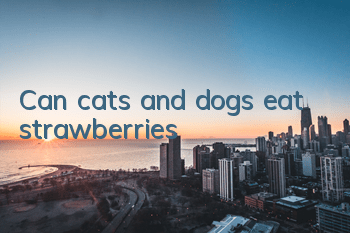 Can cats and dogs eat strawberries?