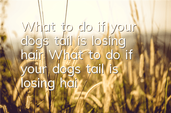 What to do if your dog’s tail is losing hair What to do if your dog’s tail is losing hair
