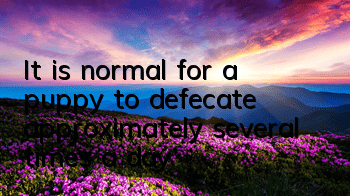 TIt is normal for a puppy to defecate approximately several times a day