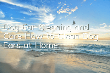 Dog Ear Cleaning and Care How to Clean Dog Ears at Home