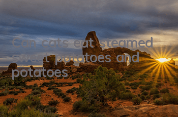Can cats eat steamed sweet potatoes and potatoes?