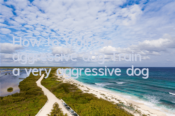How to train an aggressive dog? Train a very aggressive dog!