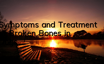 Symptoms and Treatment of Broken Bones in Dogs