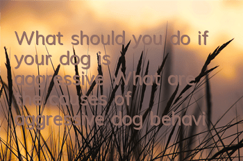 TWhat should you do if your dog is aggressive? What are the causes of aggressive dog behavior and how to correct it!
