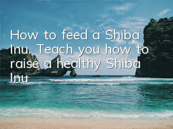 How to feed a Shiba Inu. Teach you how to raise a healthy Shiba Inu!