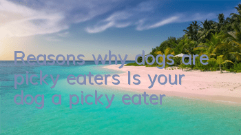 Reasons why dogs are picky eaters Is your dog a picky eater?