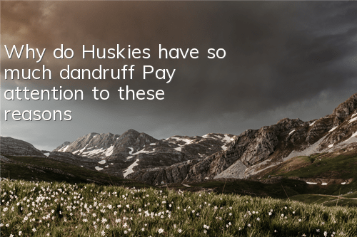 Why do Huskies have so much dandruff? Pay attention to these reasons