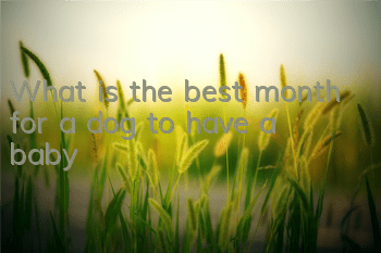TWhat is the best month for a dog to have a baby?
