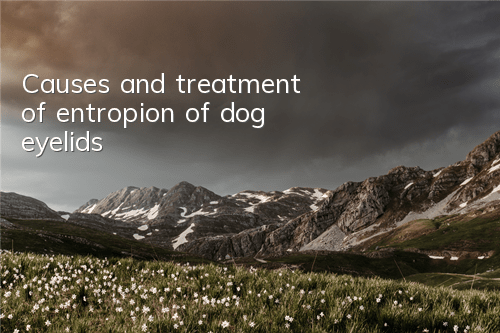 Causes and treatment of entropion of dog eyelids