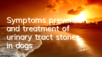 Symptoms, prevention and treatment of urinary tract stones in dogs
