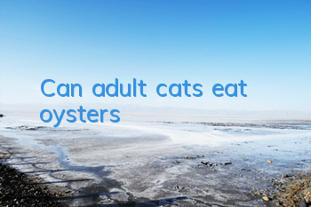 Can adult cats eat oysters?