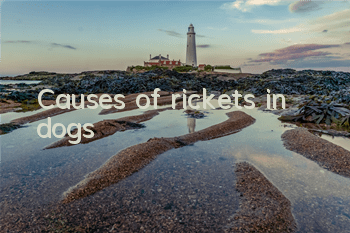 Causes of rickets in dogs