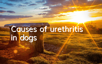 Causes of urethritis in dogs