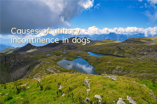 Causes of urinary incontinence in dogs
